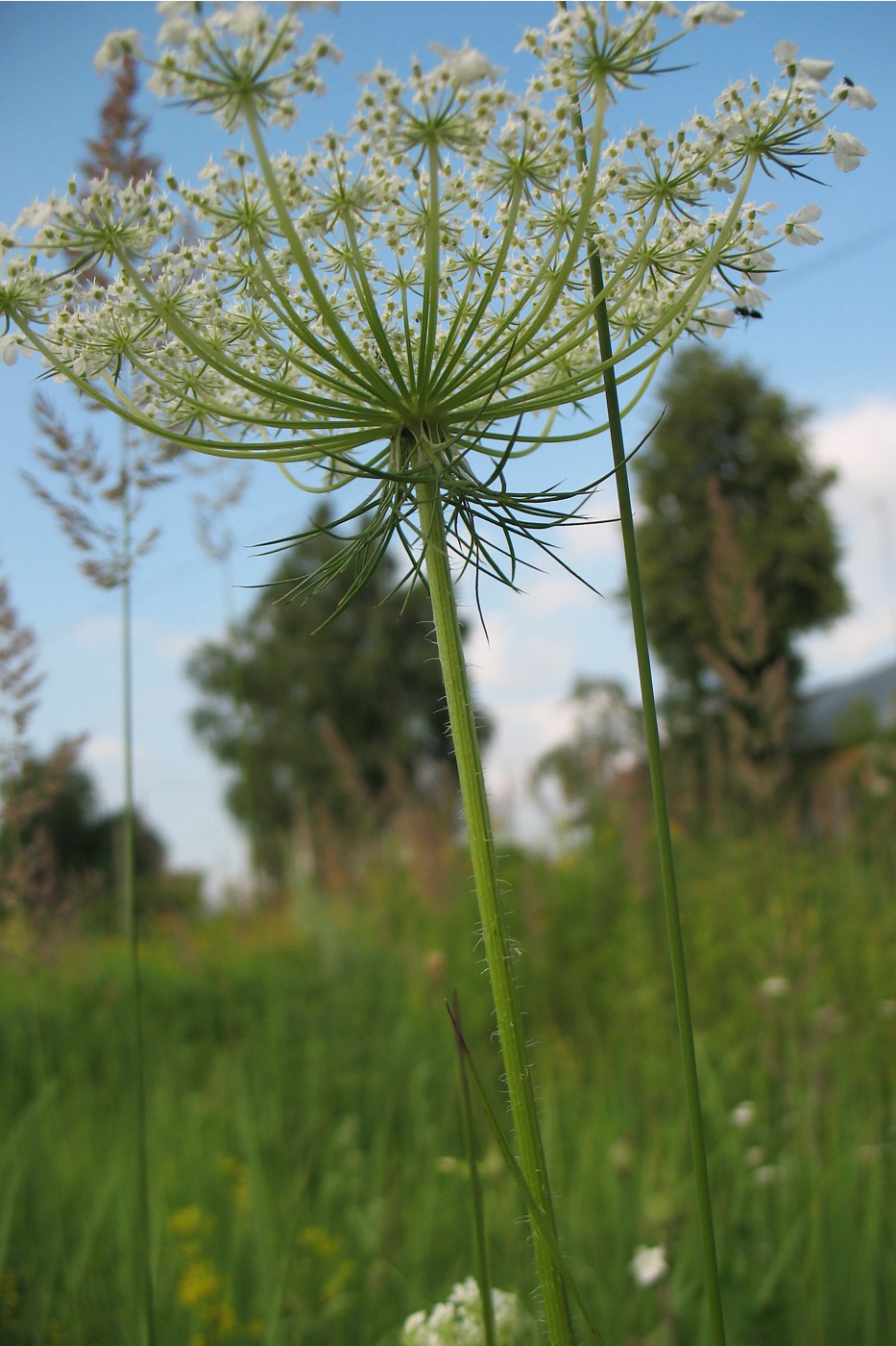 Изображение особи Daucus carota.