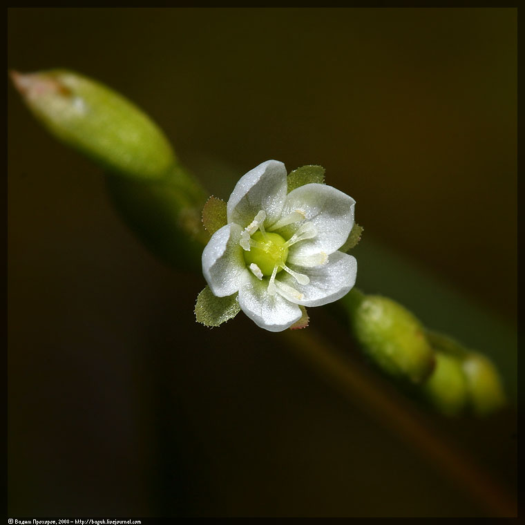 Изображение особи Drosera rotundifolia.