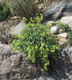 Alchemilla sericea. Цветущее растение. Кабардино-Балкария, Эльбрусский р-н, долина р. Ирикчат, ≈ 3000 м н.у.м. 28.07.2017.