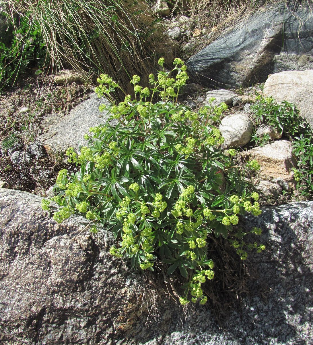 Image of Alchemilla sericea specimen.