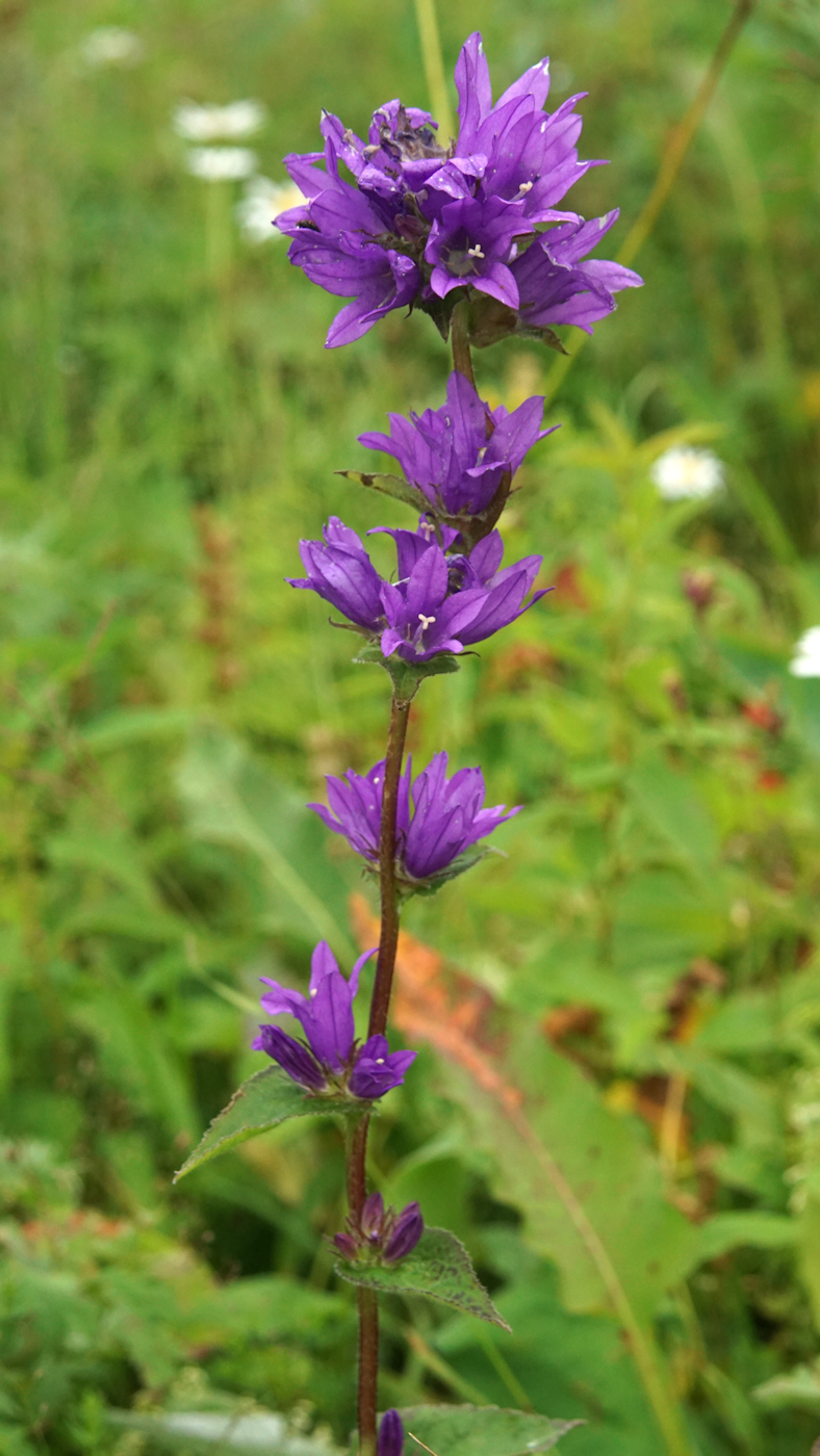 Image of Campanula glomerata specimen.