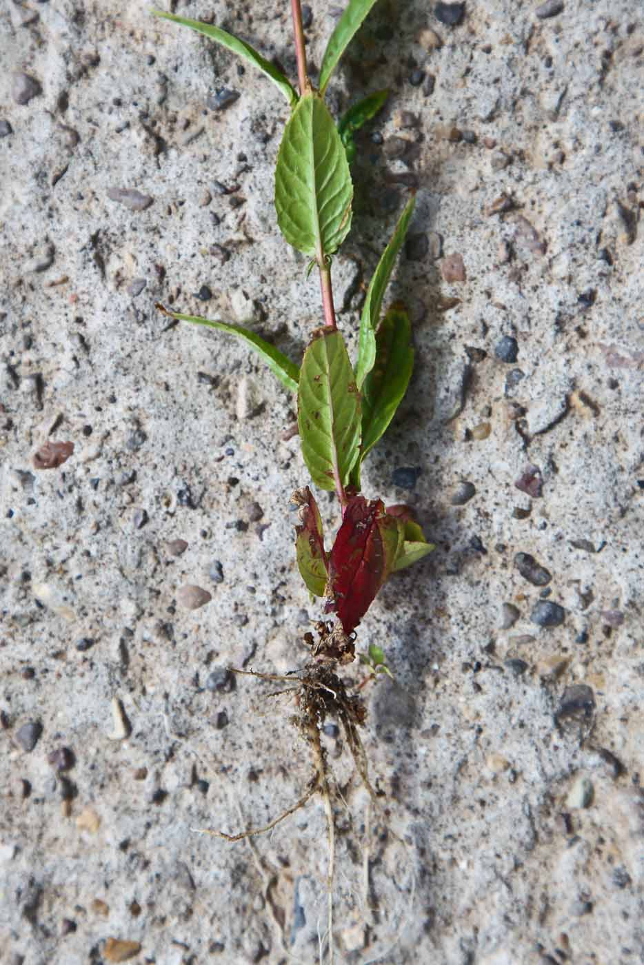 Image of Epilobium adenocaulon specimen.