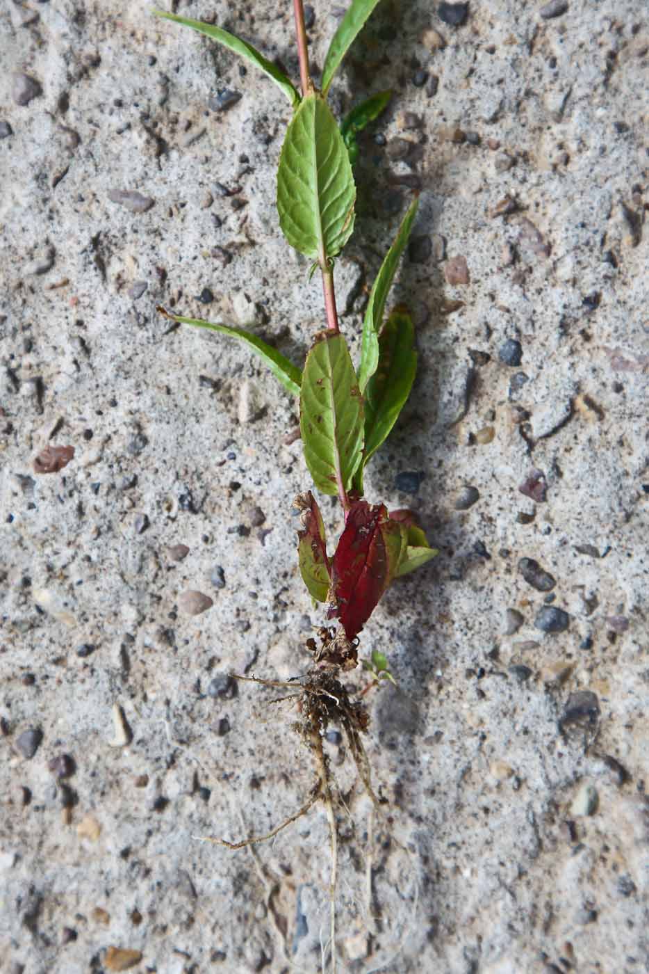 Изображение особи Epilobium adenocaulon.