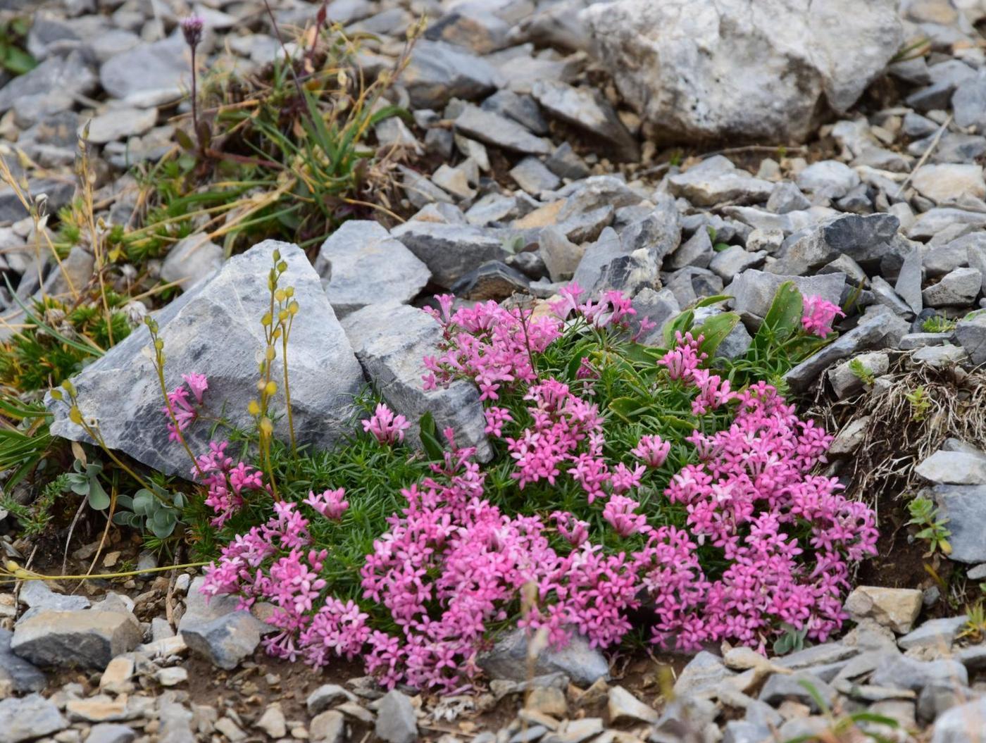 Изображение особи Asperula cristata.