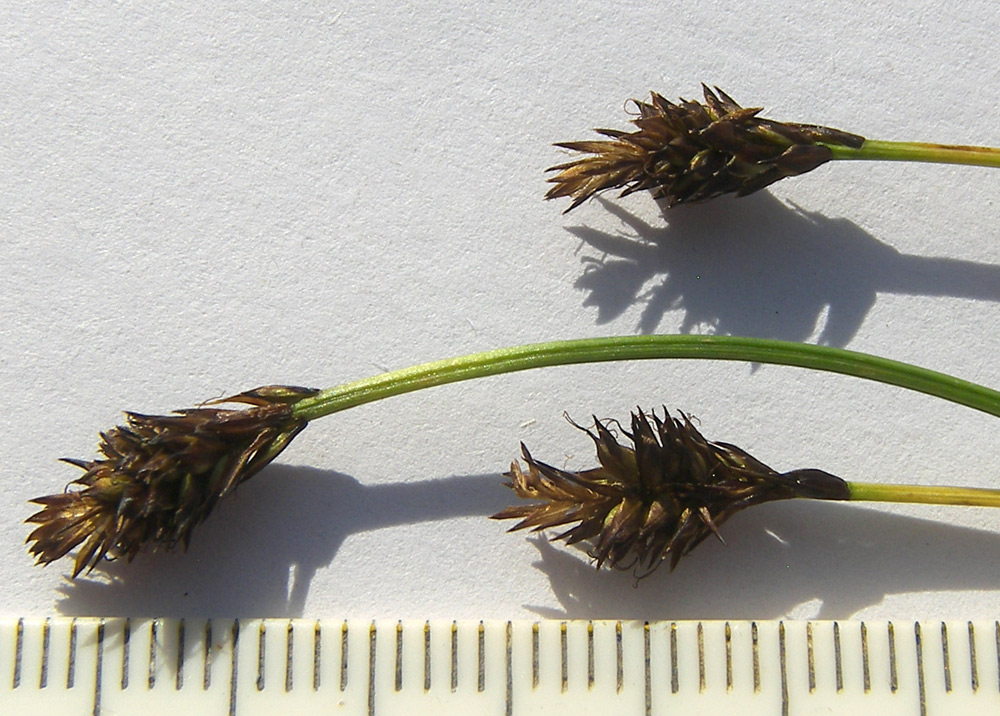 Image of Carex micropodioides specimen.