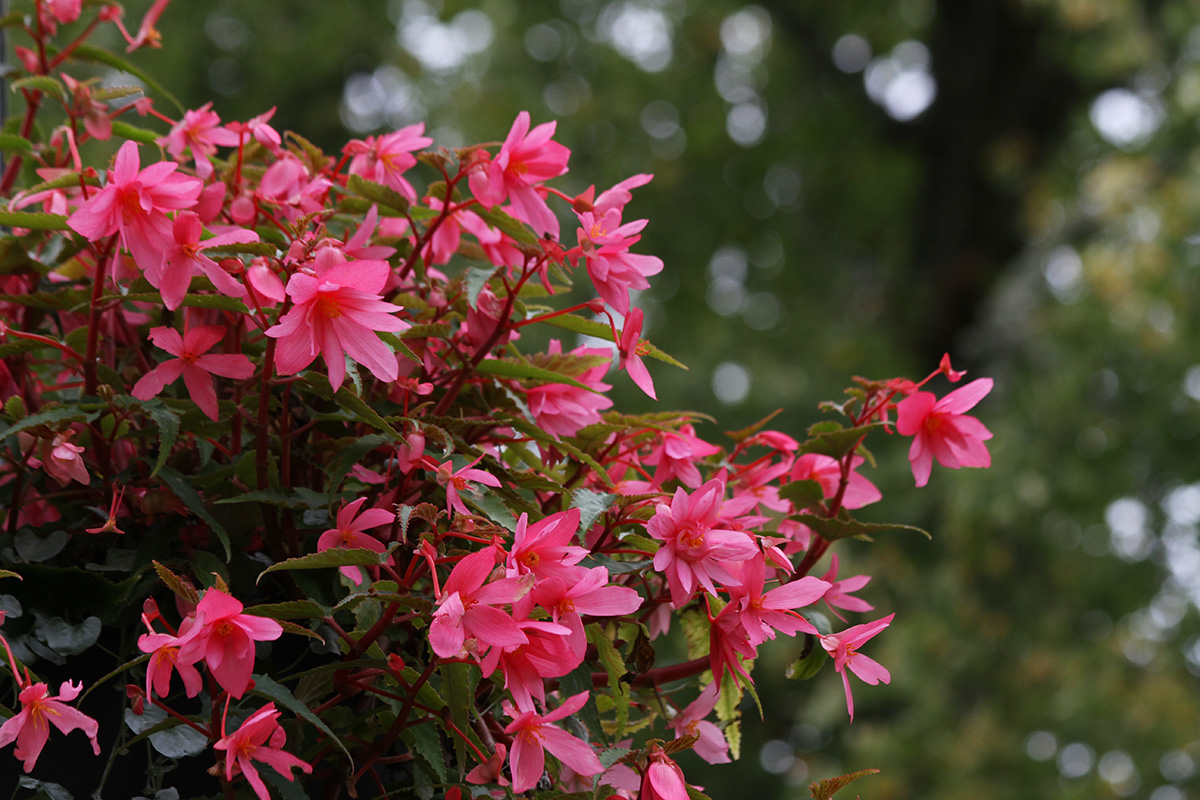 Image of genus Begonia specimen.