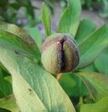 Paeonia arietina