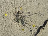 Diplotaxis tenuifolia. Цветущее и плодоносящее растение. Украина, г. Луганск, меловой карьер, на плотном меловом субстрате. 14.09.2017.