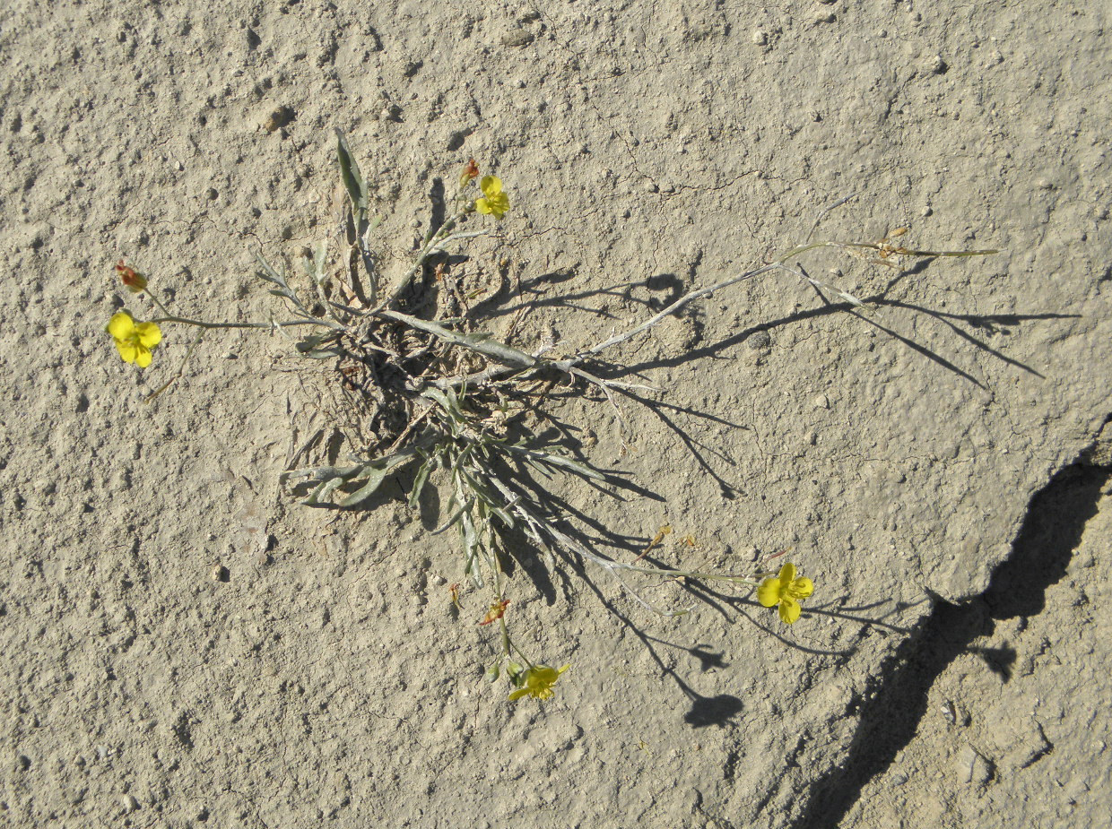 Image of Diplotaxis tenuifolia specimen.