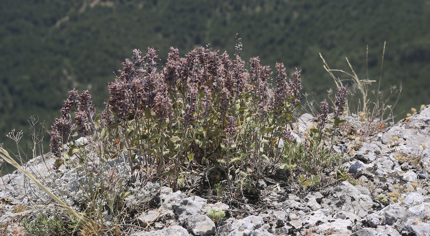 Изображение особи Teucrium chamaedrys.