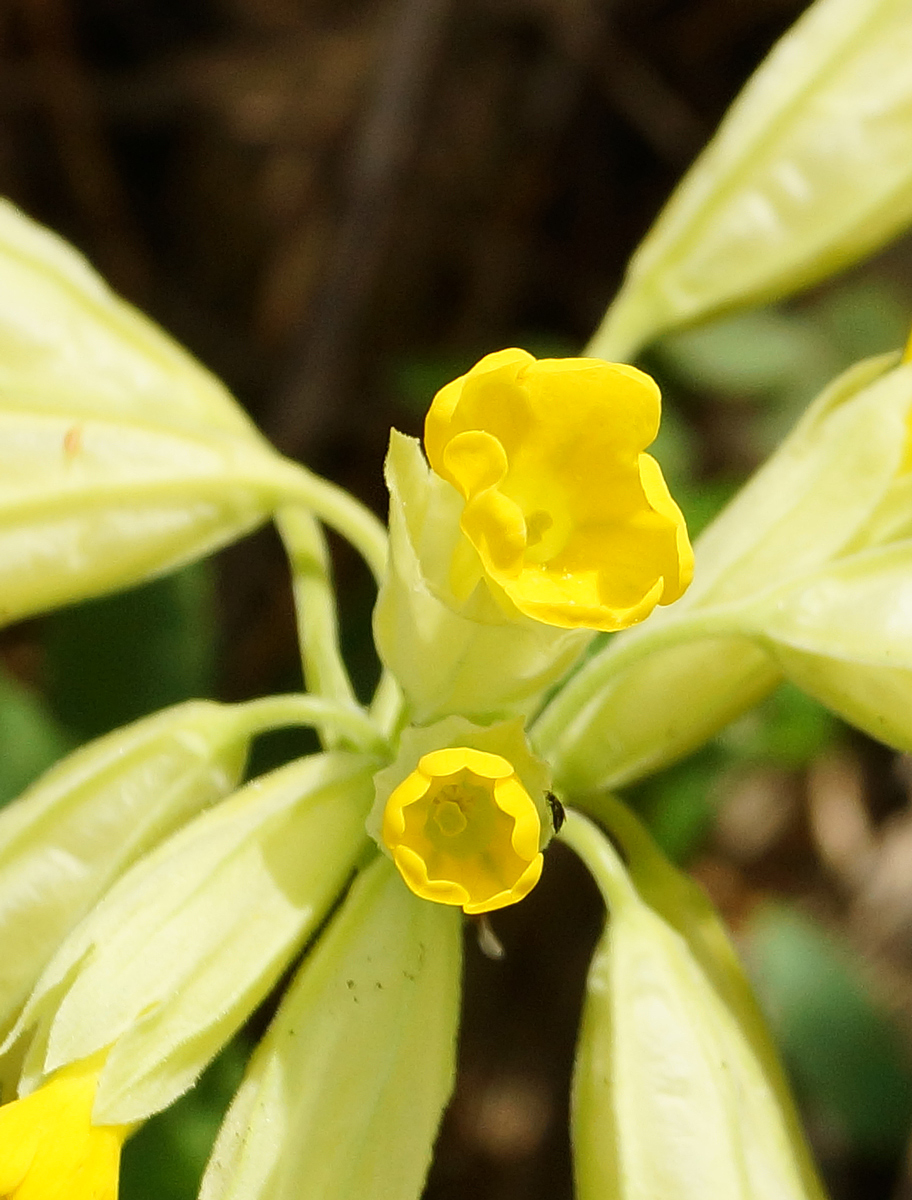 Image of Primula macrocalyx specimen.