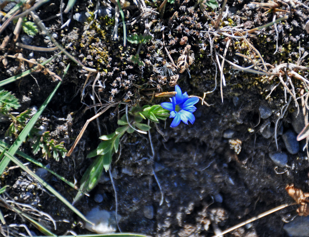 Изображение особи Gentiana karelinii.