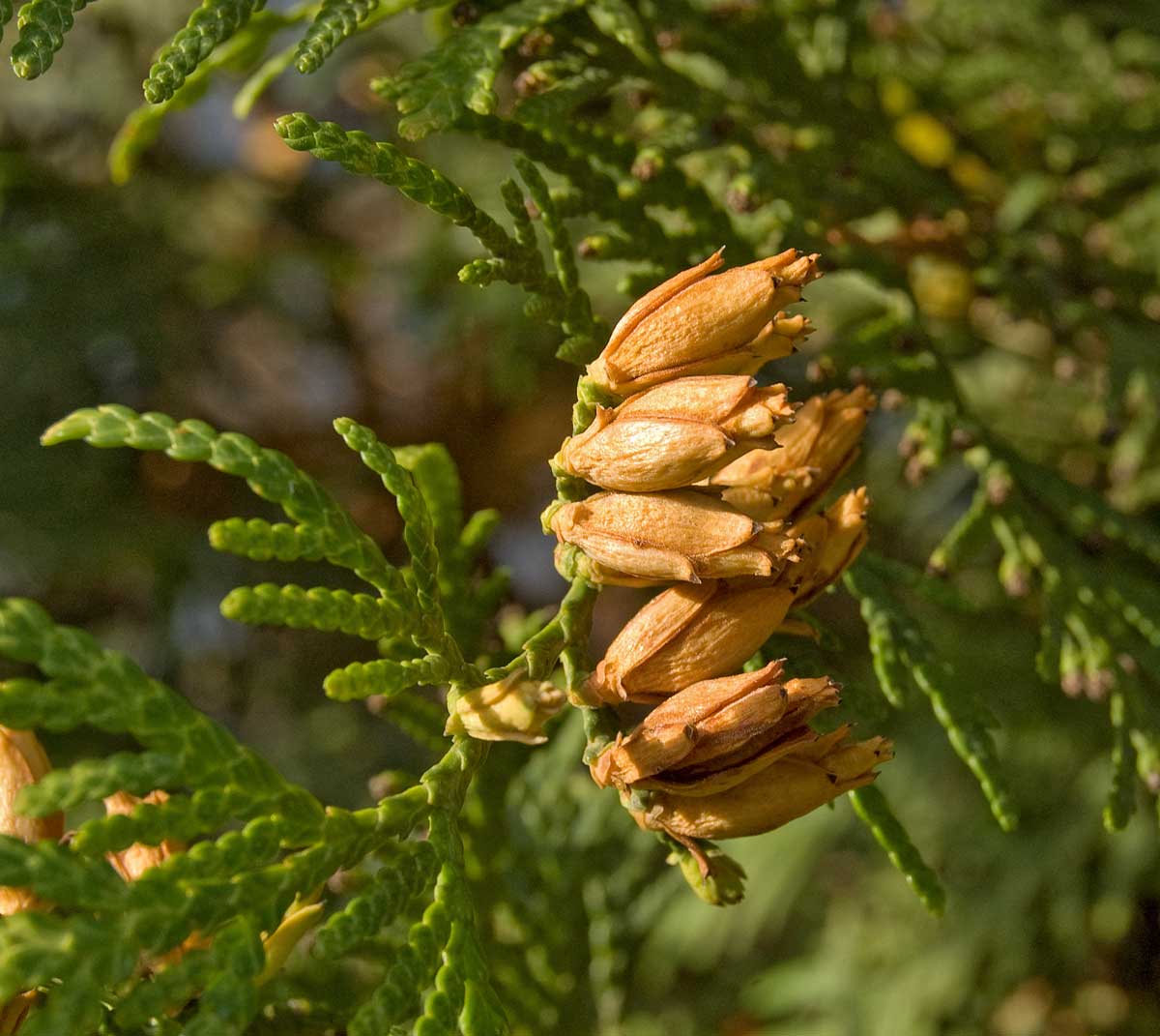 Изображение особи Thuja occidentalis.