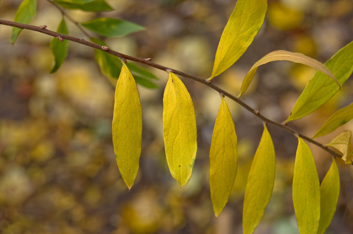 Image of Spiraea &times; cinerea specimen.