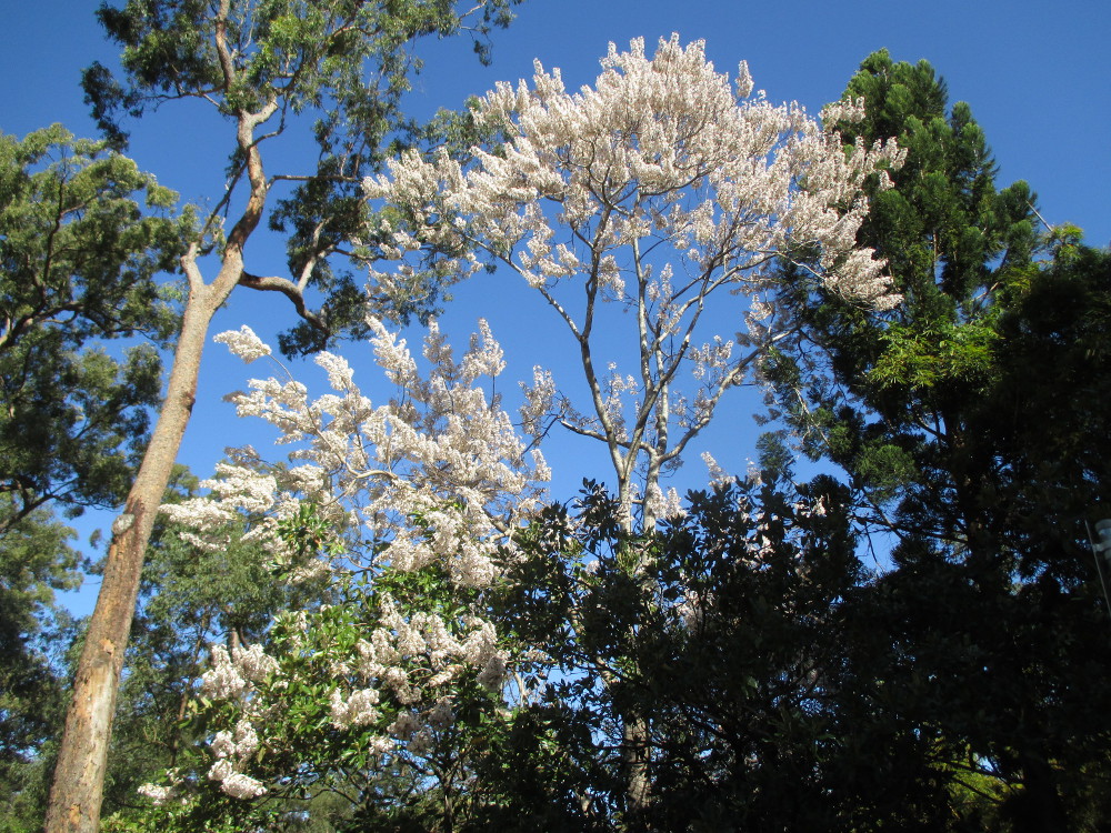 Image of familia Bignoniaceae specimen.