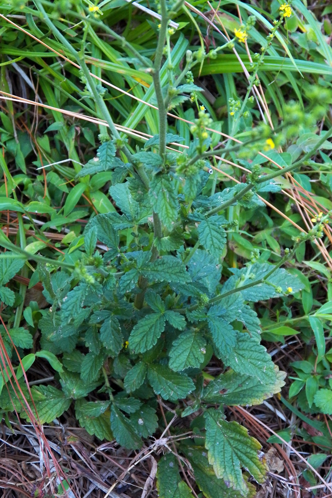 Изображение особи Agrimonia eupatoria.