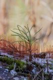 Pinus sylvestris. Молодое растение среди мха на камне. Свердловская обл., окр. г. Заречный, урочище Черемшанское болото. 05.11.2017.