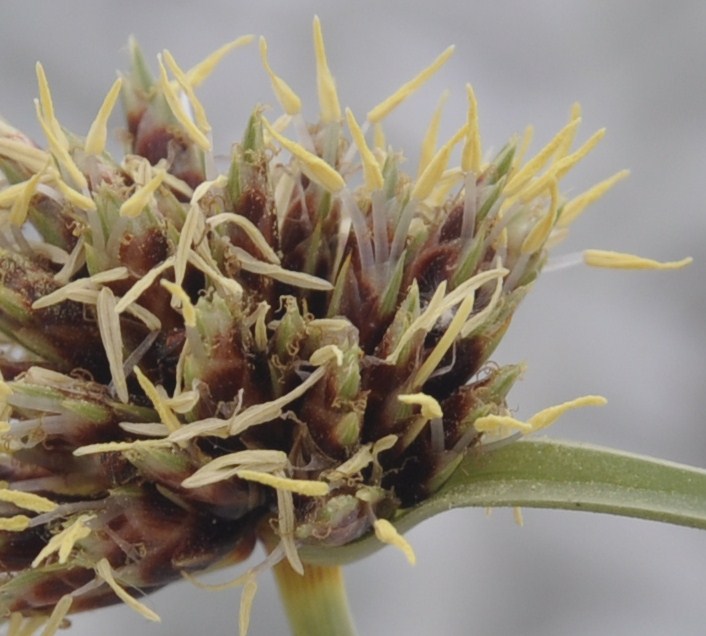 Image of Cyperus capitatus specimen.