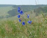 Delphinium grandiflorum