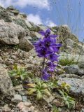 Delphinium caucasicum