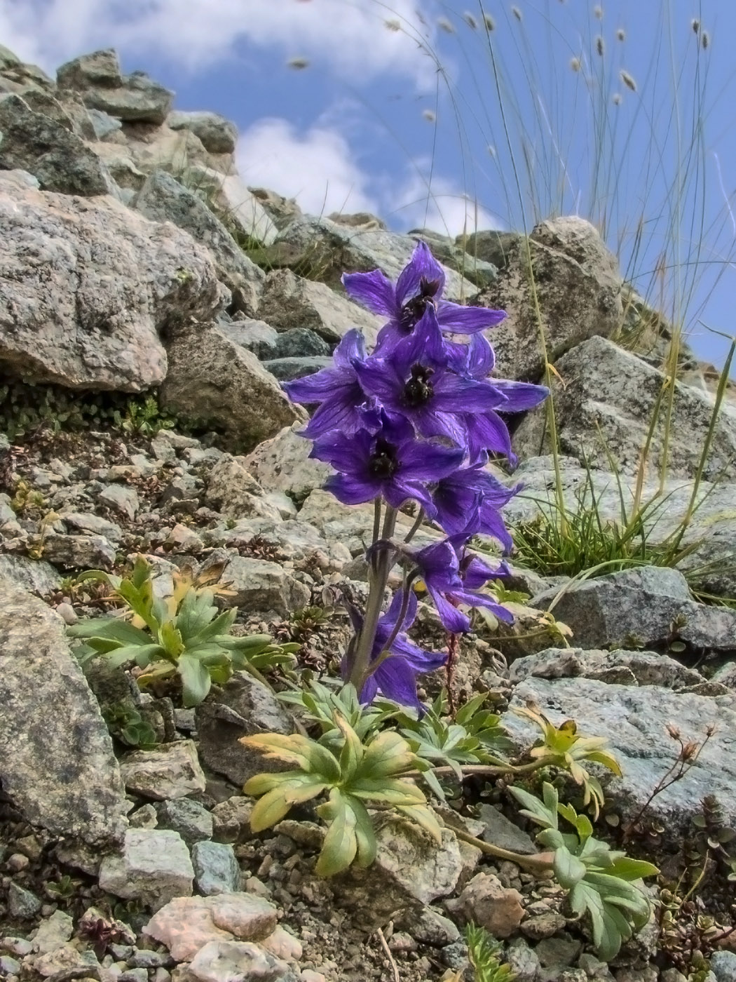 Image of Delphinium caucasicum specimen.