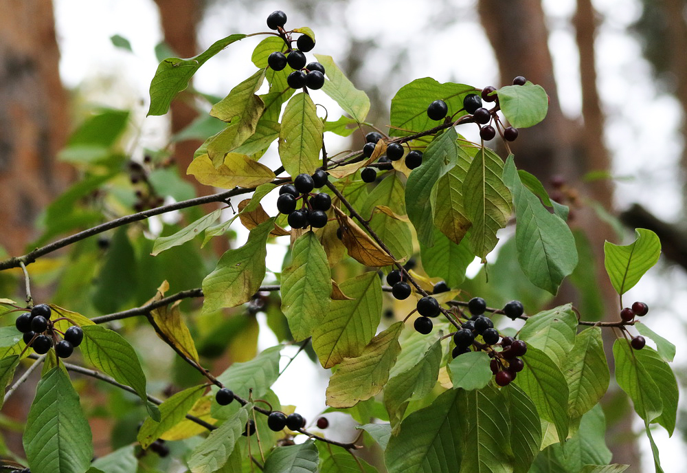 Image of Frangula alnus specimen.