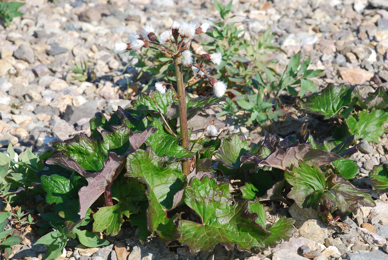 Image of Petasites frigidus specimen.