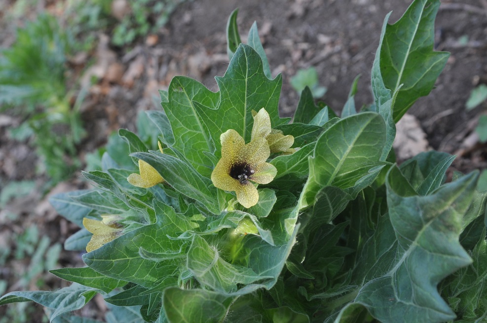 Изображение особи Hyoscyamus niger.