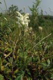 Pedicularis venusta