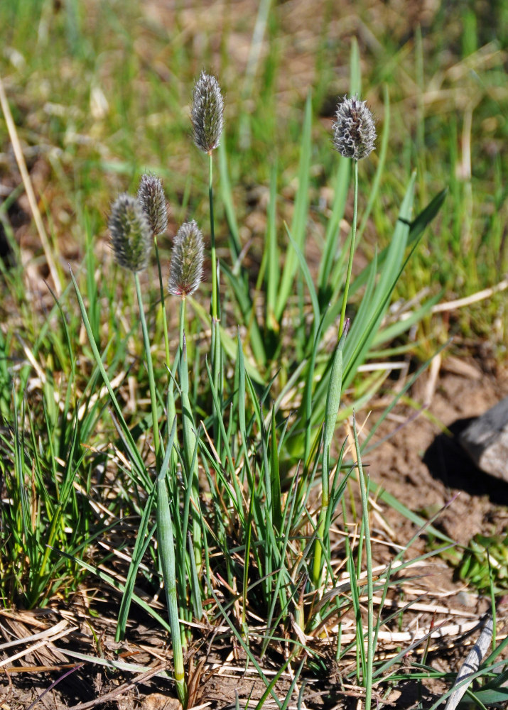 Изображение особи Alopecurus alpinus.