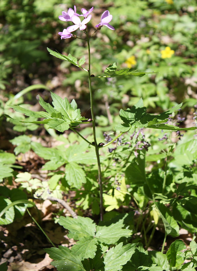 Image of Cardamine bulbifera specimen.