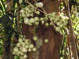 Syzygium cormiflorum. Часть ствола с соплодиями. Австралия, северо-восточный Квинсленд, южная часть национального парка Вурунуран (Wooroonooran), Mamu Tropical Skywalk. Конец сухого сезона (сезон gurreng). 01.10.2009.