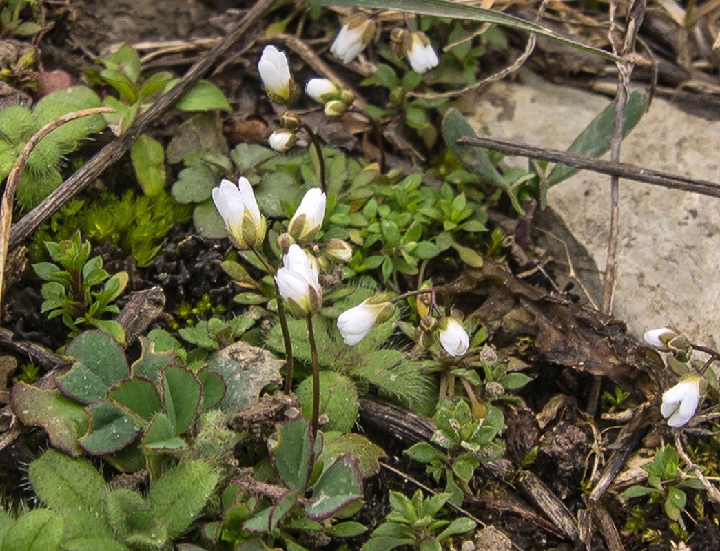 Image of genus Erophila specimen.