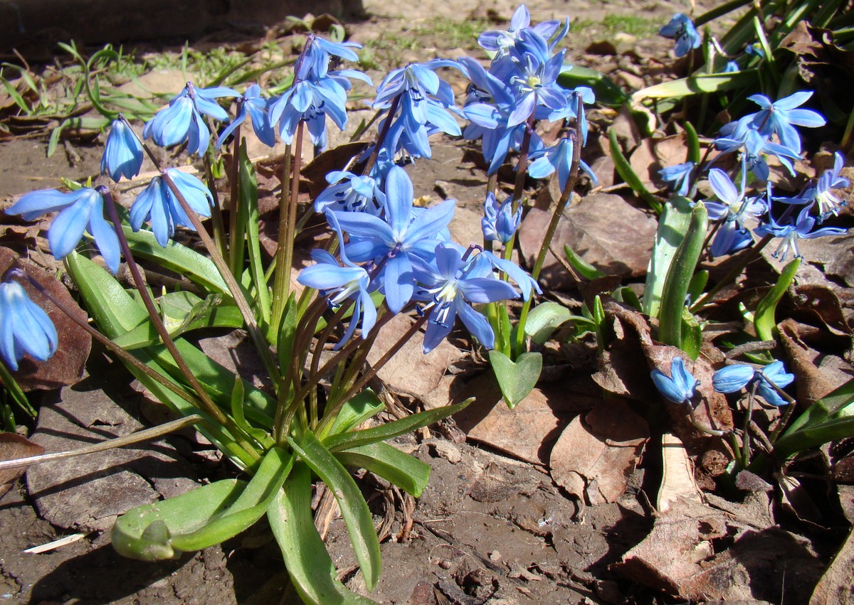 Изображение особи Scilla siberica.