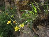 Scorzonera crispa. Цветущее растение. Крым, Байдарская долина, каменистый склон в светлом можжевеловом лесу. 21 мая 2010 г.
