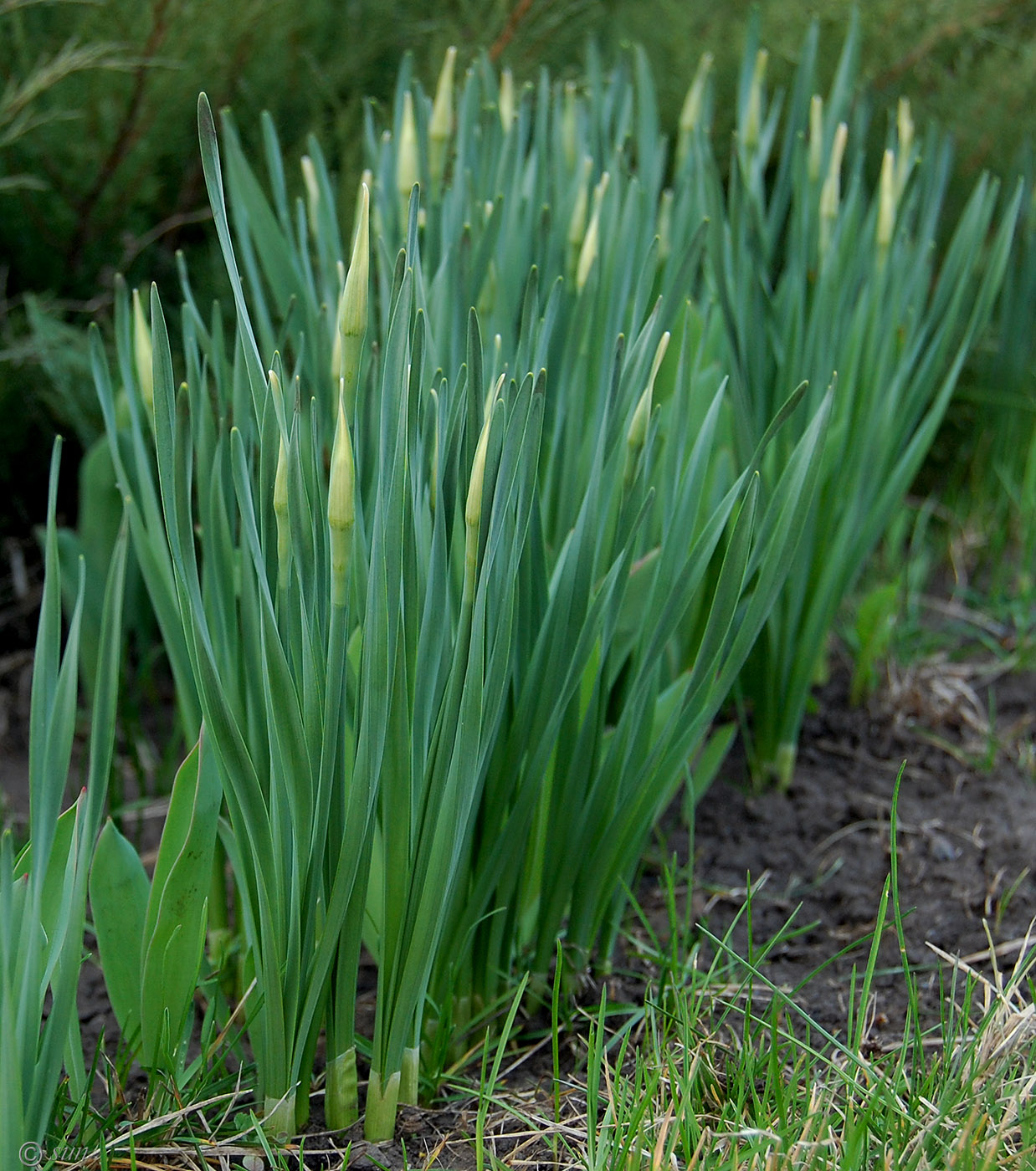 Image of Narcissus poeticus specimen.