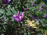 Polygala myrtifolia