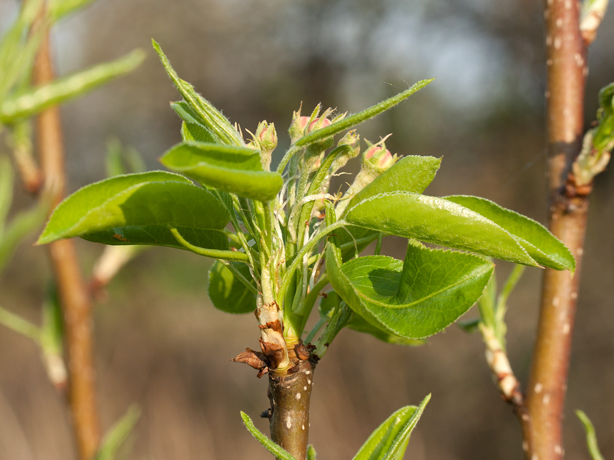 Изображение особи Pyrus communis.