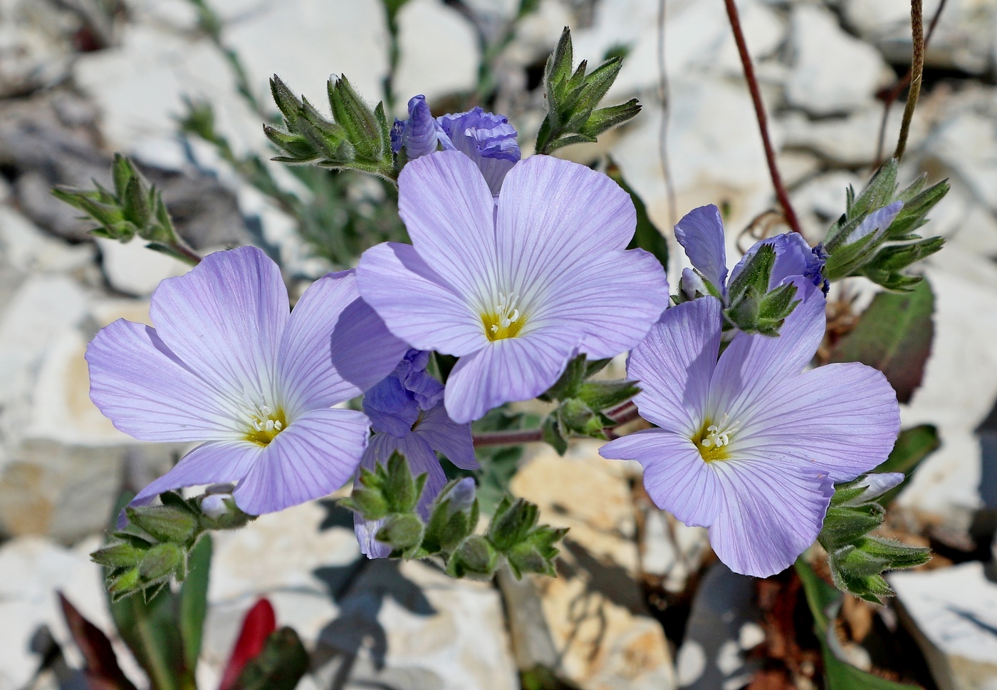 Изображение особи Linum lanuginosum.