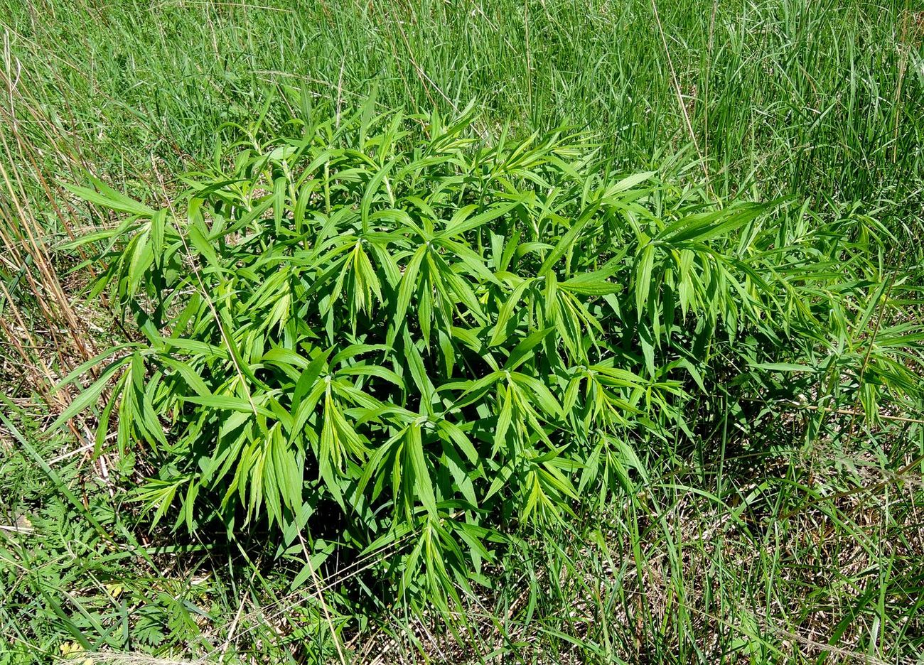 Image of Solidago canadensis specimen.