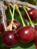Cerasus vulgaris. Часть веточки с соплодием (сорт \"Шпанка\"). Узбекистан, г. Ташкент, пос. Улугбек, в культуре. 27.05.2018.