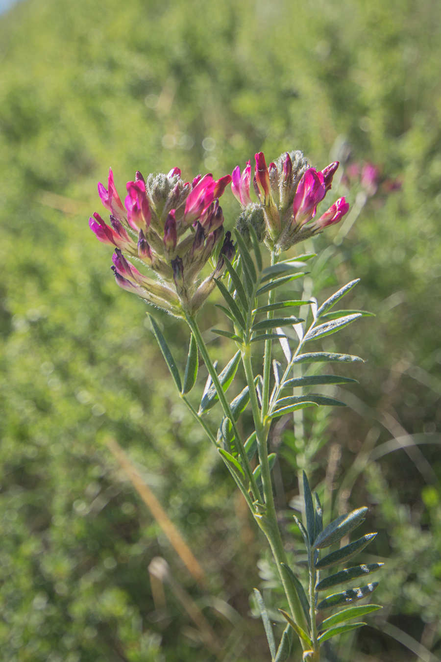 Image of Astragalus cornutus specimen.