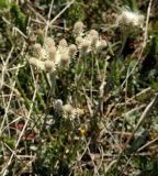 Antennaria dioica