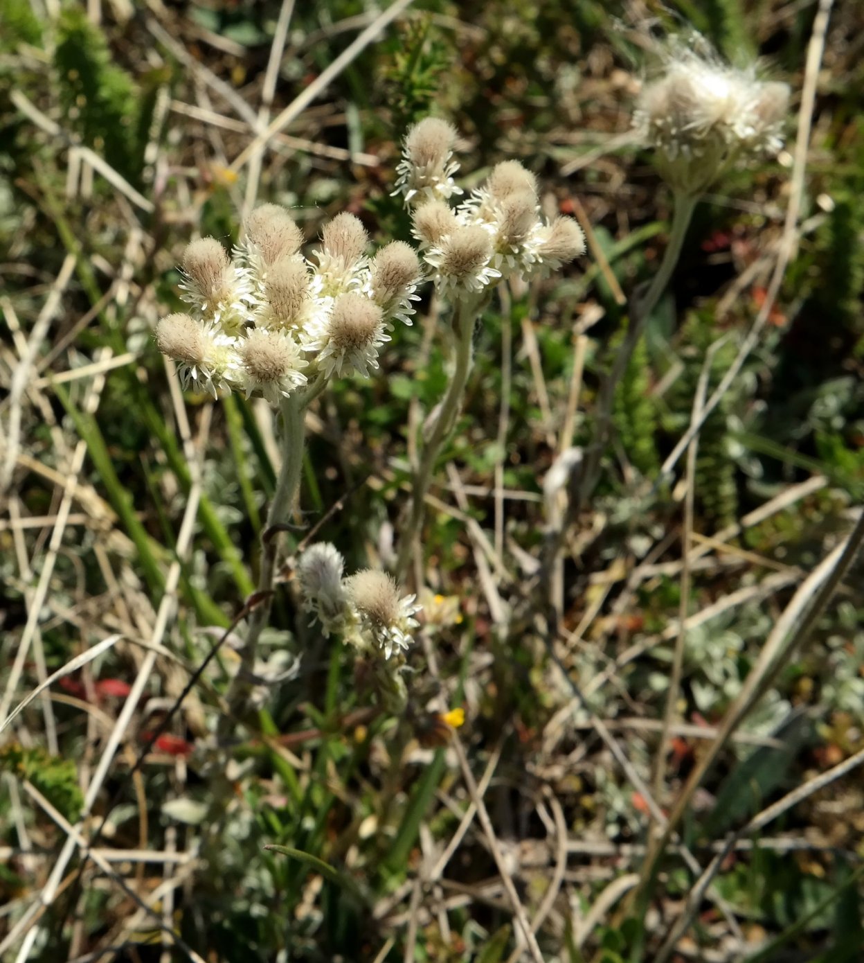 Изображение особи Antennaria dioica.