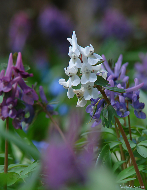 Изображение особи Corydalis solida.