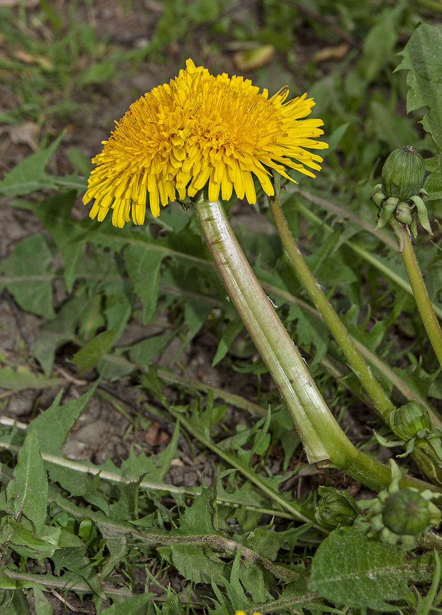 Image of genus Taraxacum specimen.