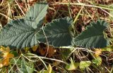 Convolvulus althaeoides