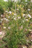 Crepis tectorum