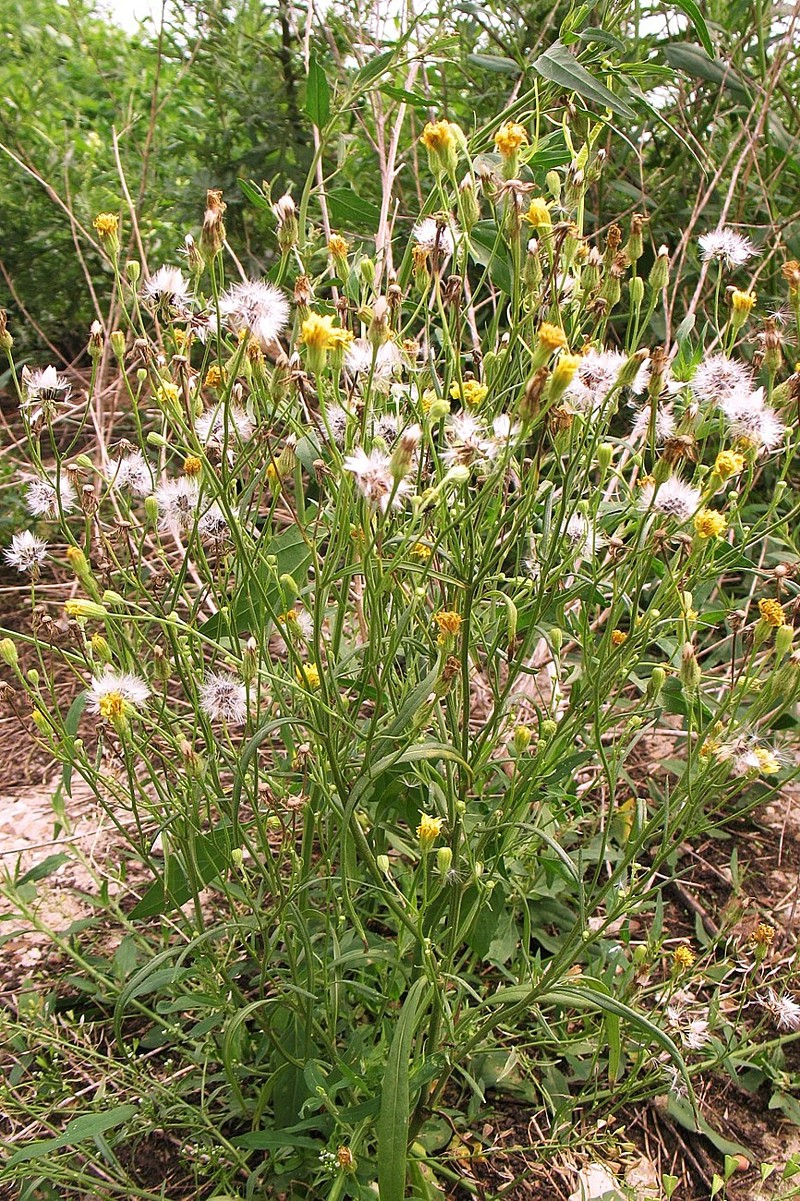 Изображение особи Crepis tectorum.