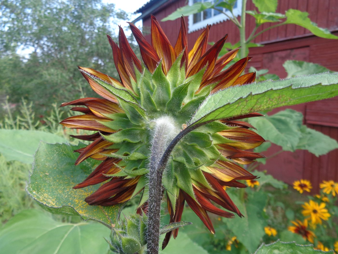 Image of Helianthus annuus specimen.